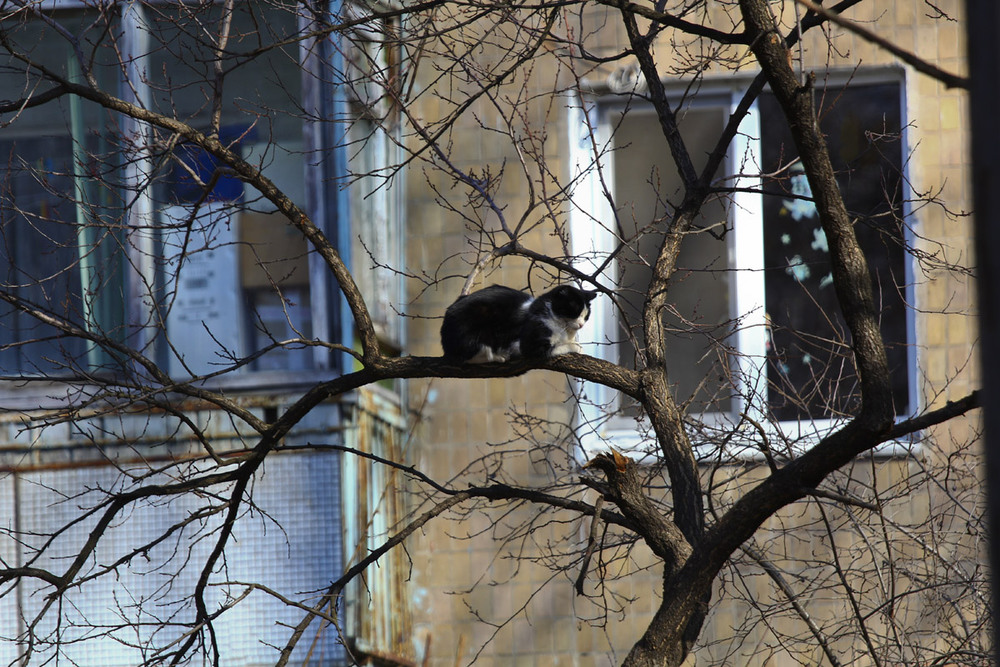 Фотографія Котик спит на дереве)) / Александр Криничанский / photographers.ua