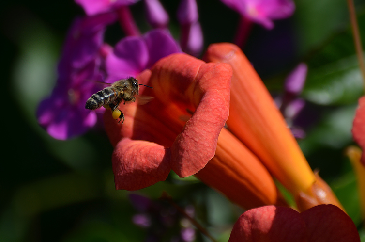Фотографія Чуть-чуть о пчёлах.. / Татьяна Кретова / photographers.ua