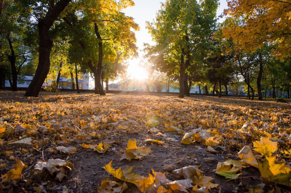 Фотографія «Нарисую осень» / Alex / photographers.ua