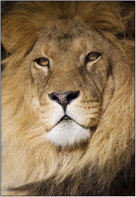 Фотографія ПРИЯТНО ПОЗНАКОМИТЬСЯ - ЦАРЬ) / Владимир Николаевич Albatros / photographers.ua