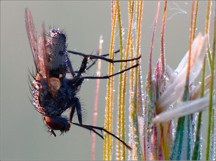 Фотографія Я СТРАШНЫЙ МАЛЕНЬКИЙ МУХ)))-2 / Владимир Николаевич Albatros / photographers.ua