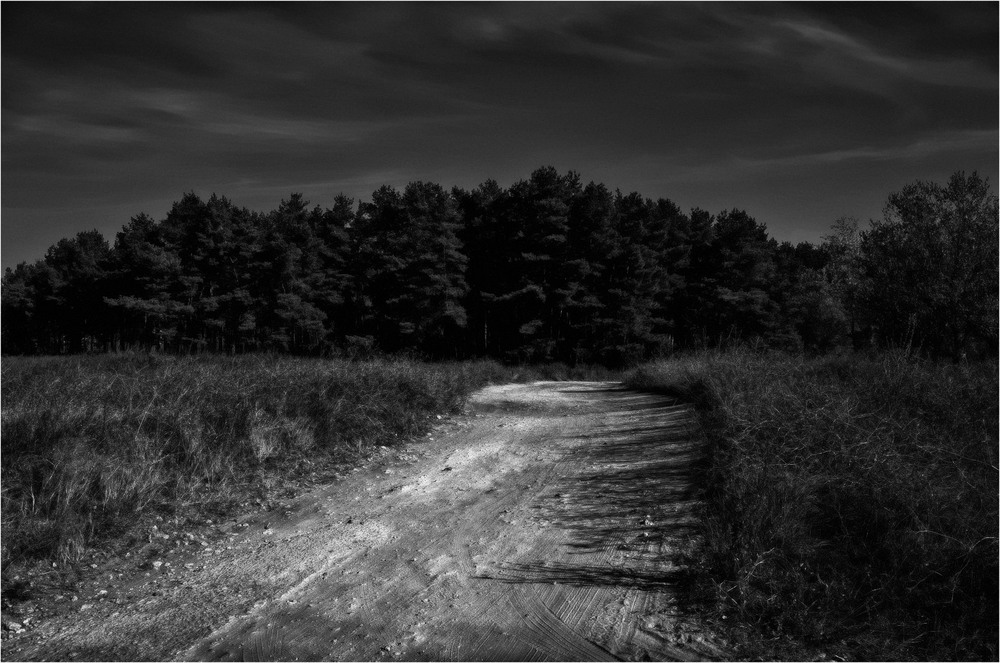 Фотографія Светлый путь в тёмный лес / Vladimir T / photographers.ua