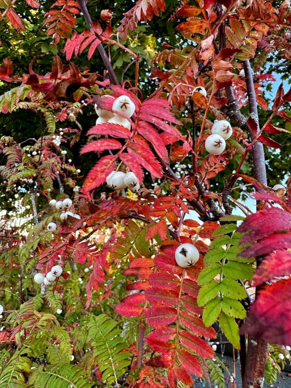 Фотографія Кольори осінні / Vyacheslavn / photographers.ua