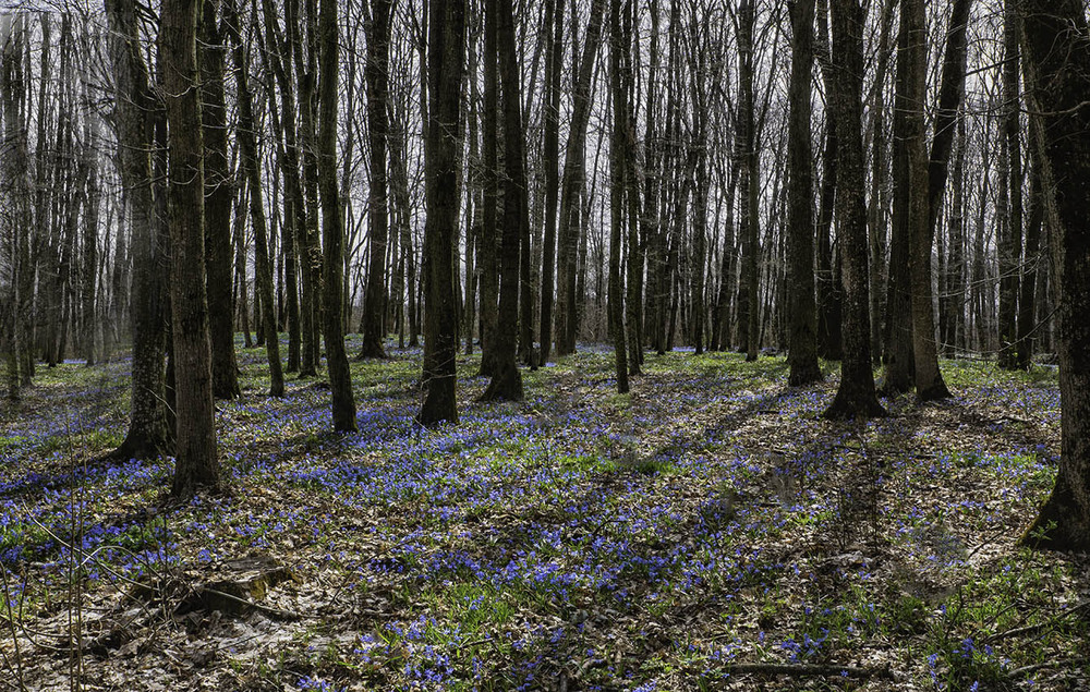 Фотографія Весна в дубовому гаю... / Farernik / photographers.ua