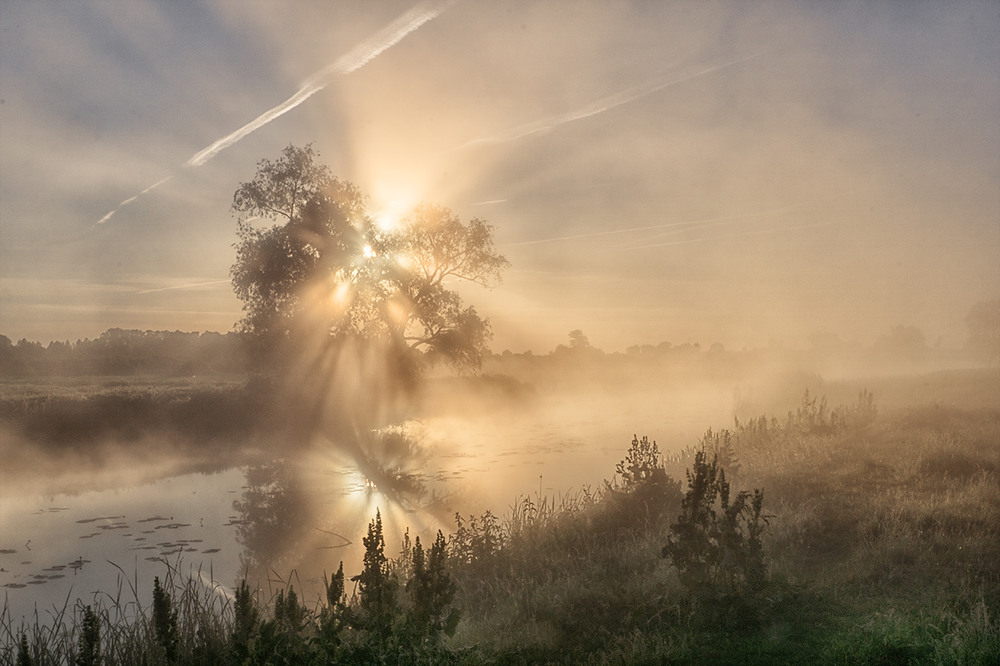 Фотографія Миколині тумани... Одиноке дерево. / Farernik / photographers.ua