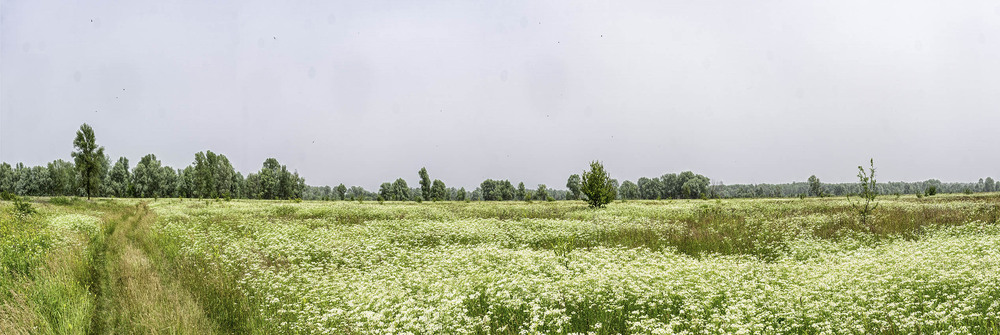 Фотографія Придеснянські луги ромашкові... / Farernik / photographers.ua