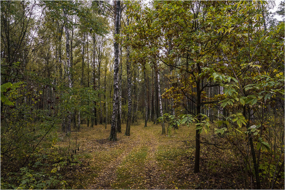 Фотографія У лісі... / Farernik / photographers.ua
