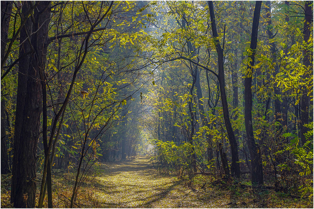 Фотографія Ранковий ліс / Farernik / photographers.ua