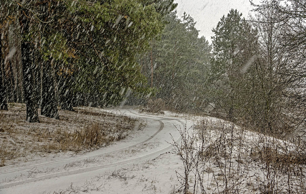 Фотографія Снігопад у лісі / Farernik / photographers.ua