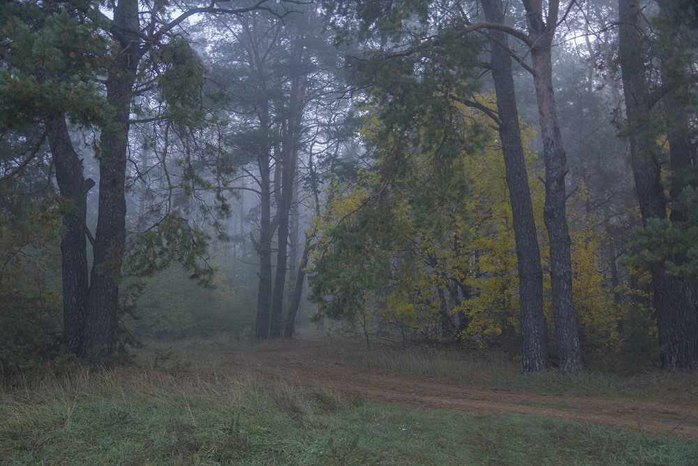 Фотографія У лісі, лісі темному... / Farernik / photographers.ua