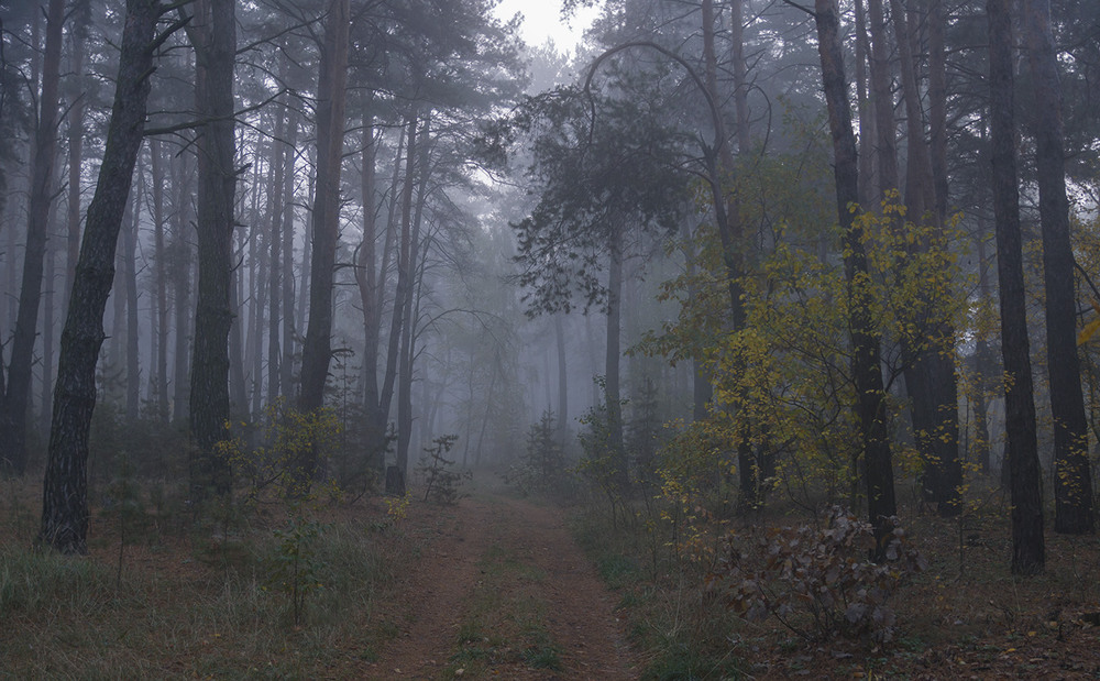 Фотографія Ранок у лісі... / Farernik / photographers.ua