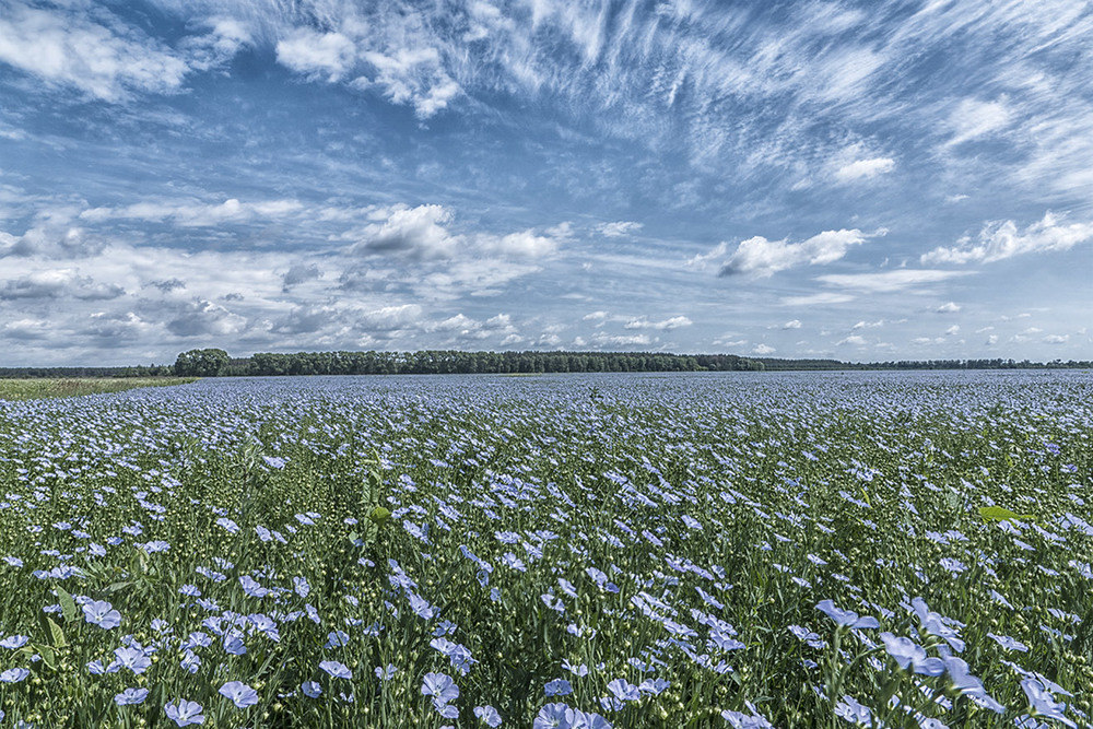 Фотографія А льон цвіте синьо-синьо... / Farernik / photographers.ua