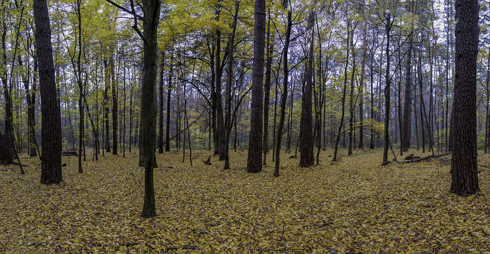 Фотографія Осінній килим лісовий... / Farernik / photographers.ua