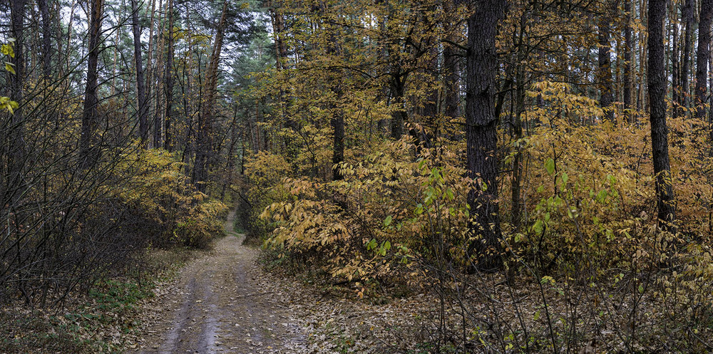 Фотографія Осінь у лісі... / Farernik / photographers.ua