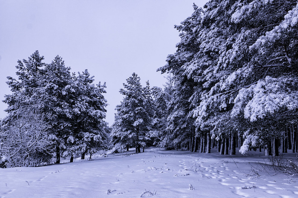 Фотографія В гостях у казки... / Farernik / photographers.ua