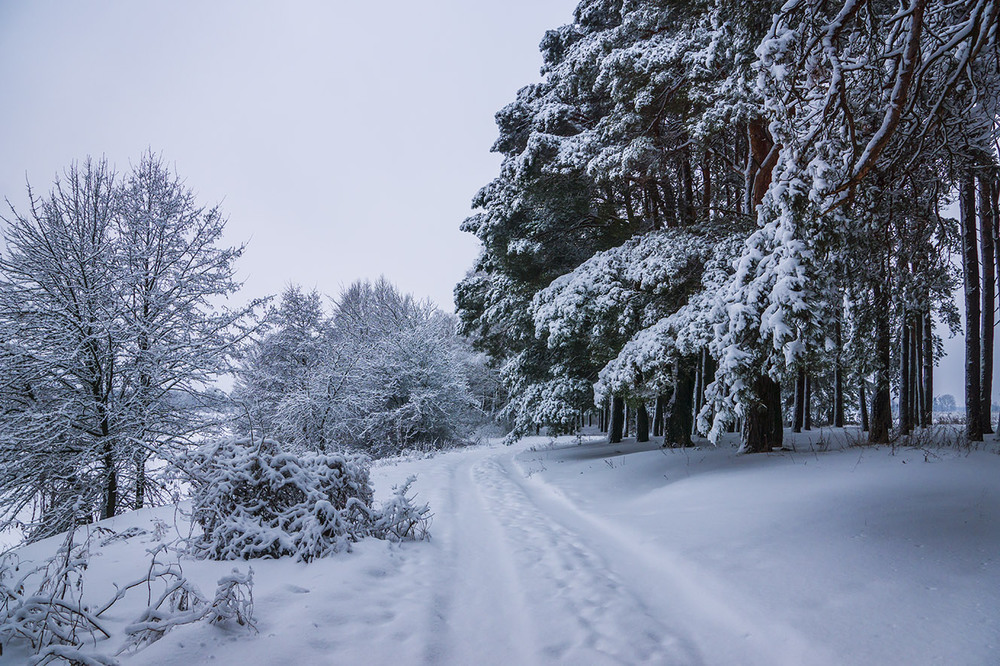Фотографія Зима... / Farernik / photographers.ua