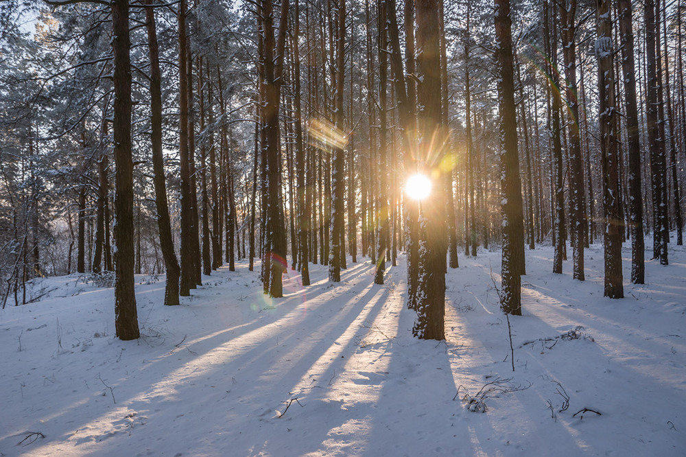 Фотографія Ранок у лісі... / Farernik / photographers.ua