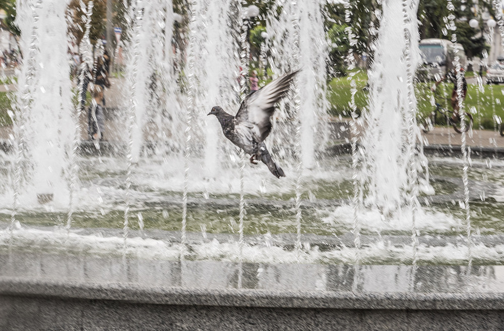 Фотографія Голубка і фонтан... / Farernik / photographers.ua