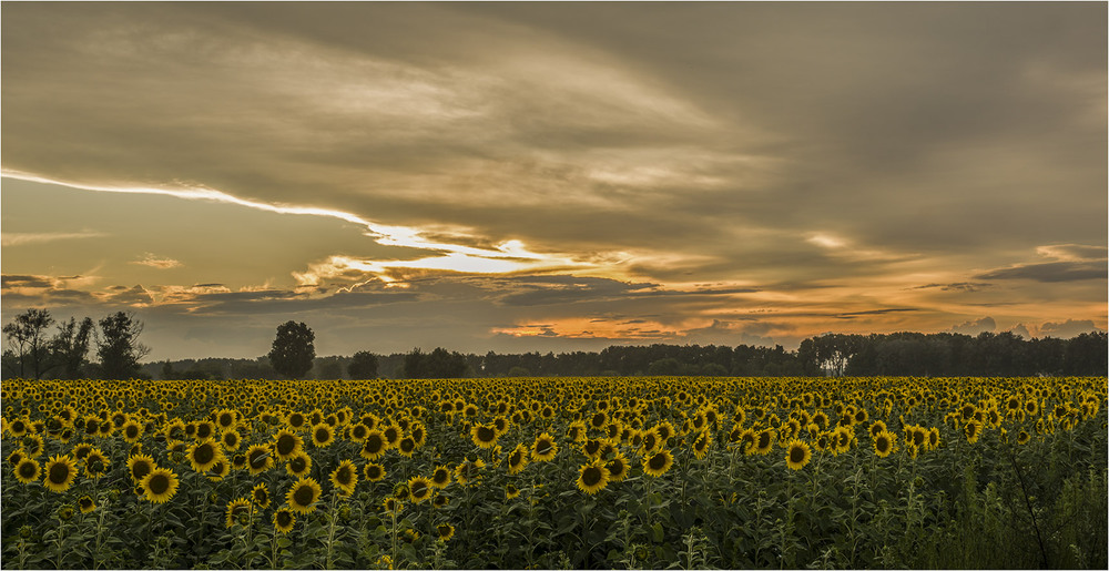 Фотографія Вечірні соняшники... / Farernik / photographers.ua