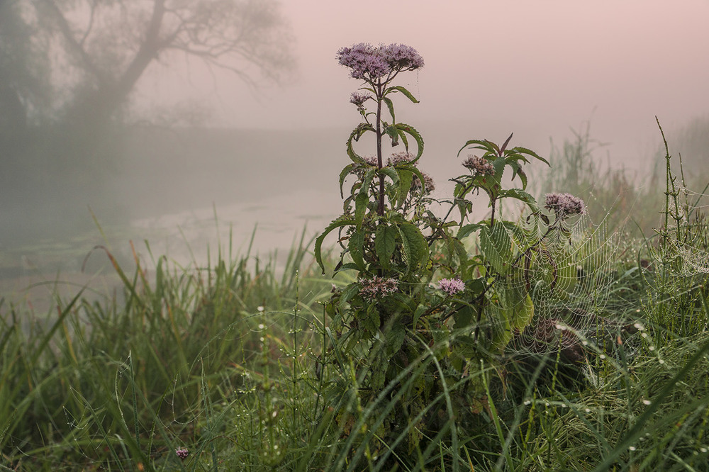 Фотографія При березі..."Миколини тумани" / Farernik / photographers.ua