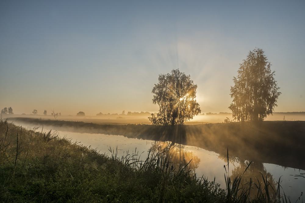 Фотографія Сонячні берези..."Миколини тумани" / Farernik / photographers.ua
