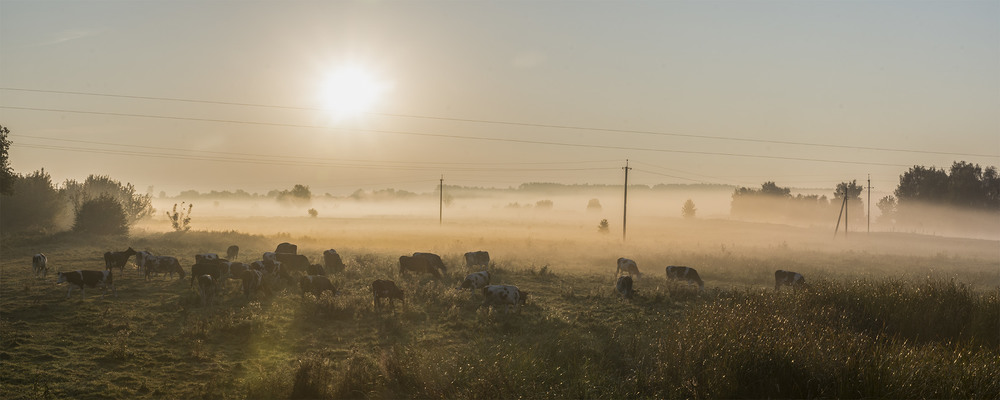 Фотографія Ранок на пасовищі... "Миколини тумани" / Farernik / photographers.ua