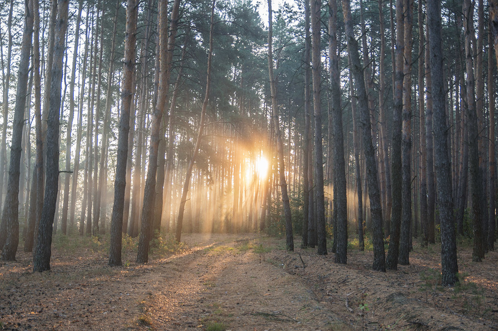 Фотографія Ранок у лісі... "Миколини тумани" / Farernik / photographers.ua