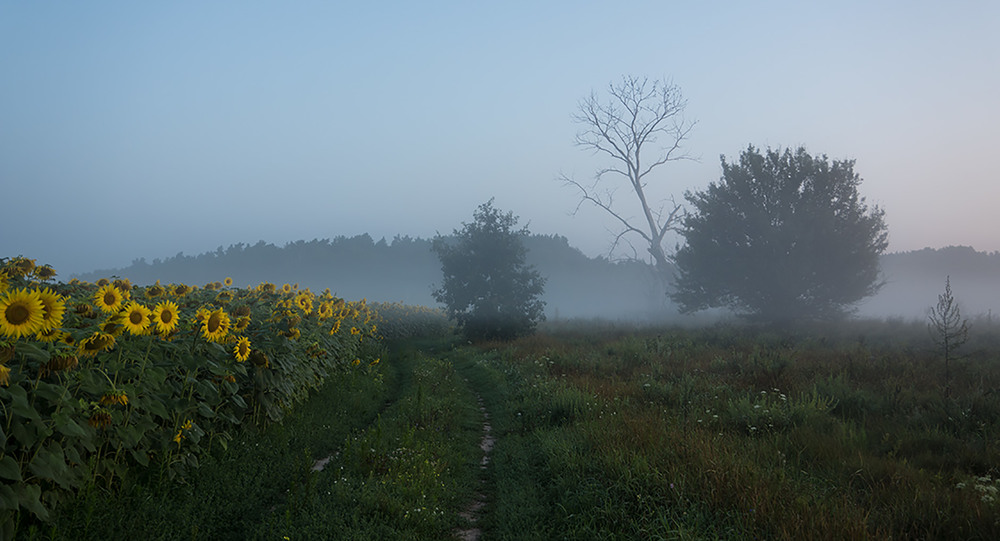 Фотографія "Миколині тумани" - По ранковій дорозі / Farernik / photographers.ua
