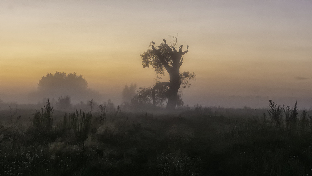 Фотографія Де ночують лелеки... / Farernik / photographers.ua