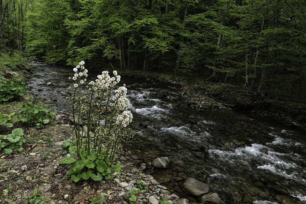 Фотографія Тече річка невеличка... / Farernik / photographers.ua