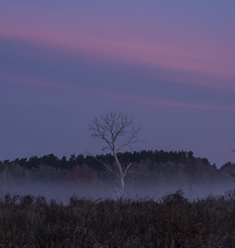 Фотографія Одинокий силует... "Миколині тумани" / Farernik / photographers.ua