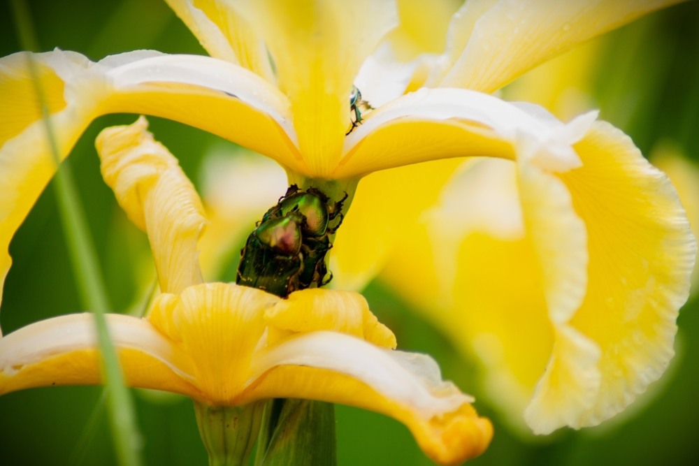 Фотографія Солодке життя бронзівок на ірисах / Ганна Козельська / photographers.ua