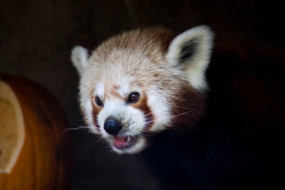 Фотографія Не зазіхай на мій гарбуз! / Ганна Козельська / photographers.ua