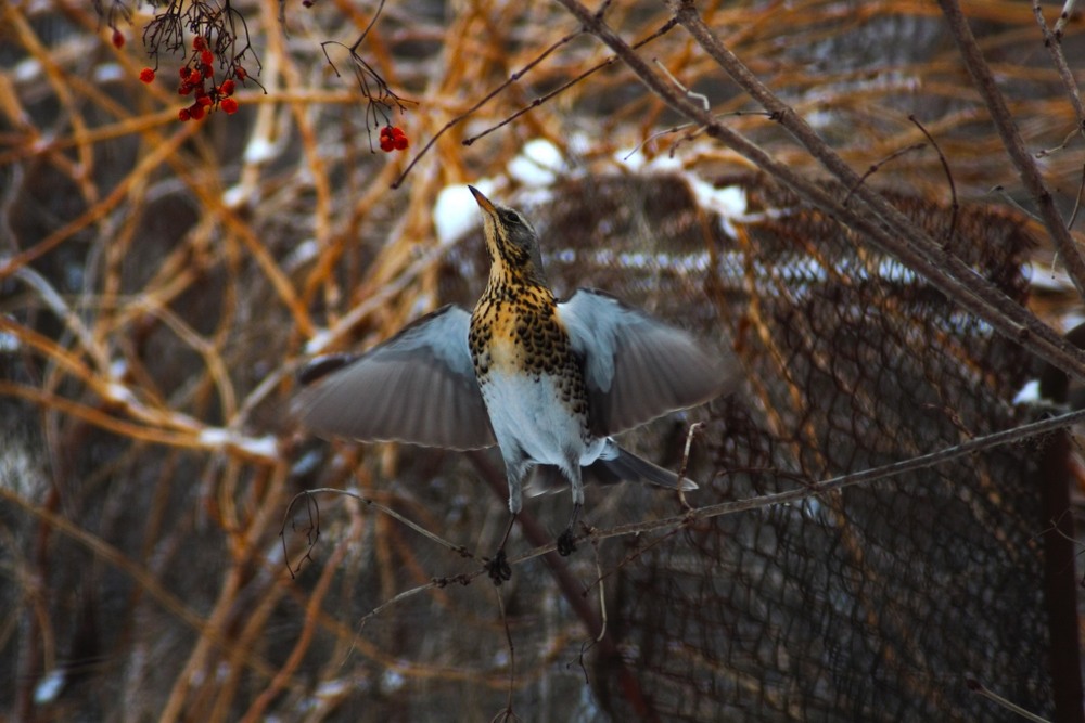 Фотографія Танець чикотня на калині / Ганна Козельська / photographers.ua