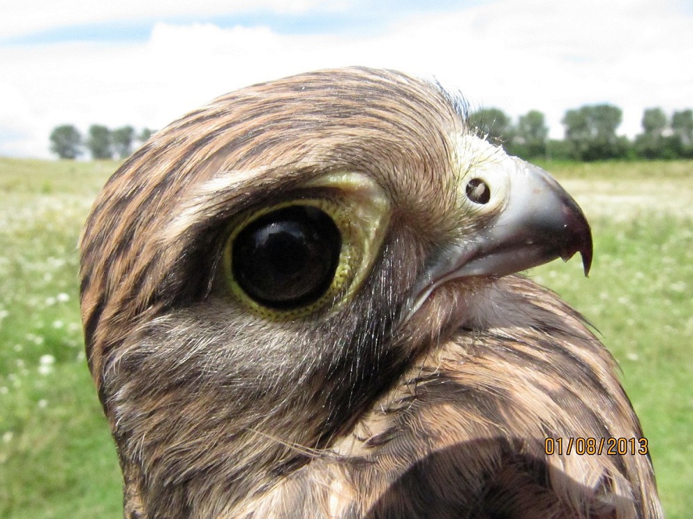 Фотографія Животные / Олеся Король / photographers.ua
