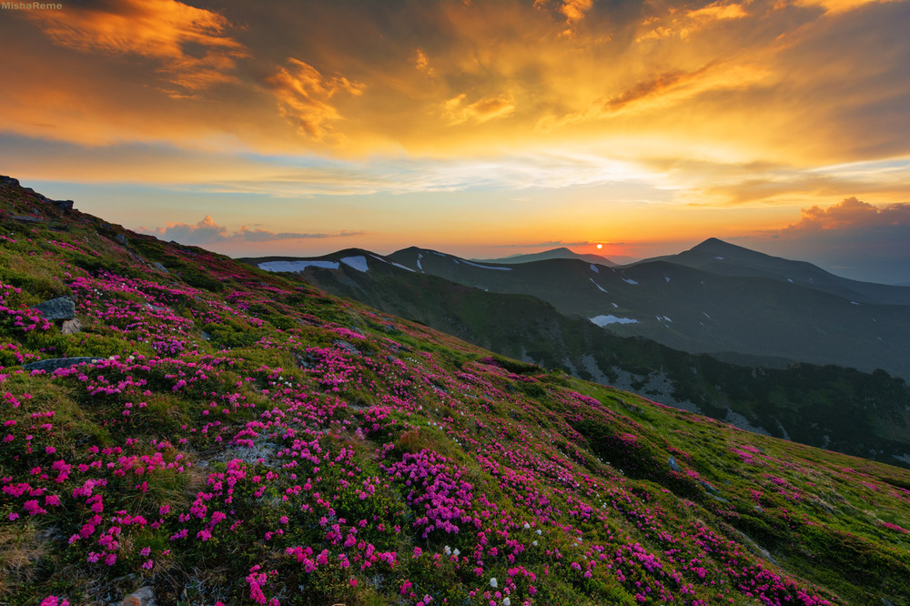 Фотографія Цвіте і квітне Чорногора!!! / Ременюк / photographers.ua