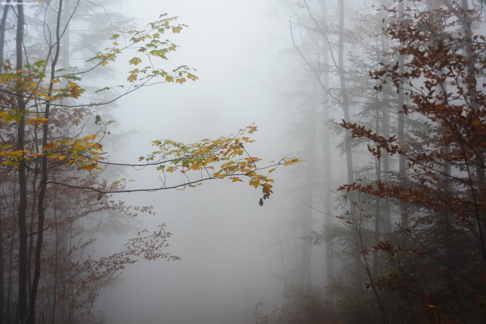 Фотографія Погляд в осінь.. / Ременюк / photographers.ua