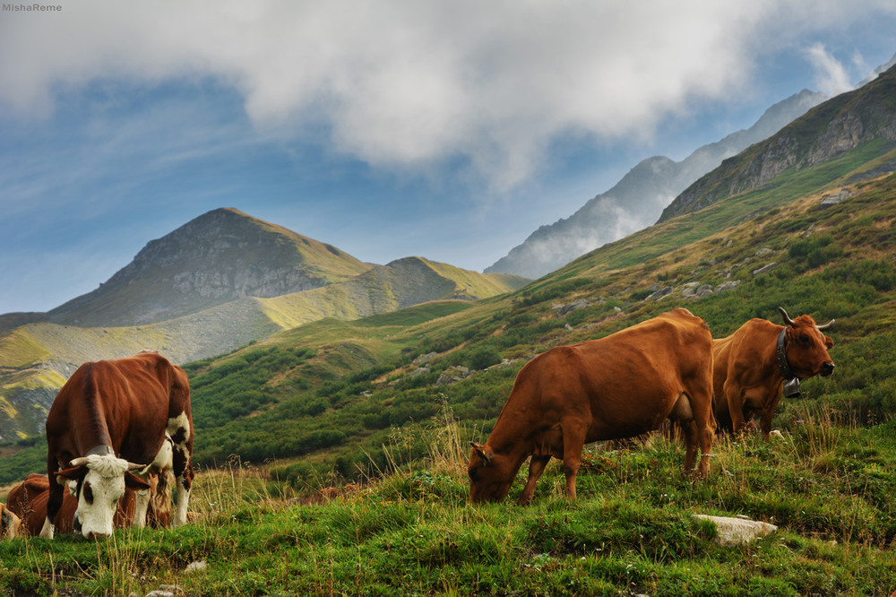 Фотографія Альпійські корівки*** / Ременюк / photographers.ua