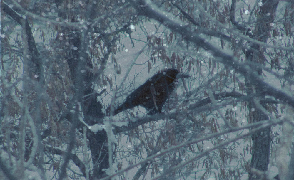 Фотографія Животные / Artku / photographers.ua