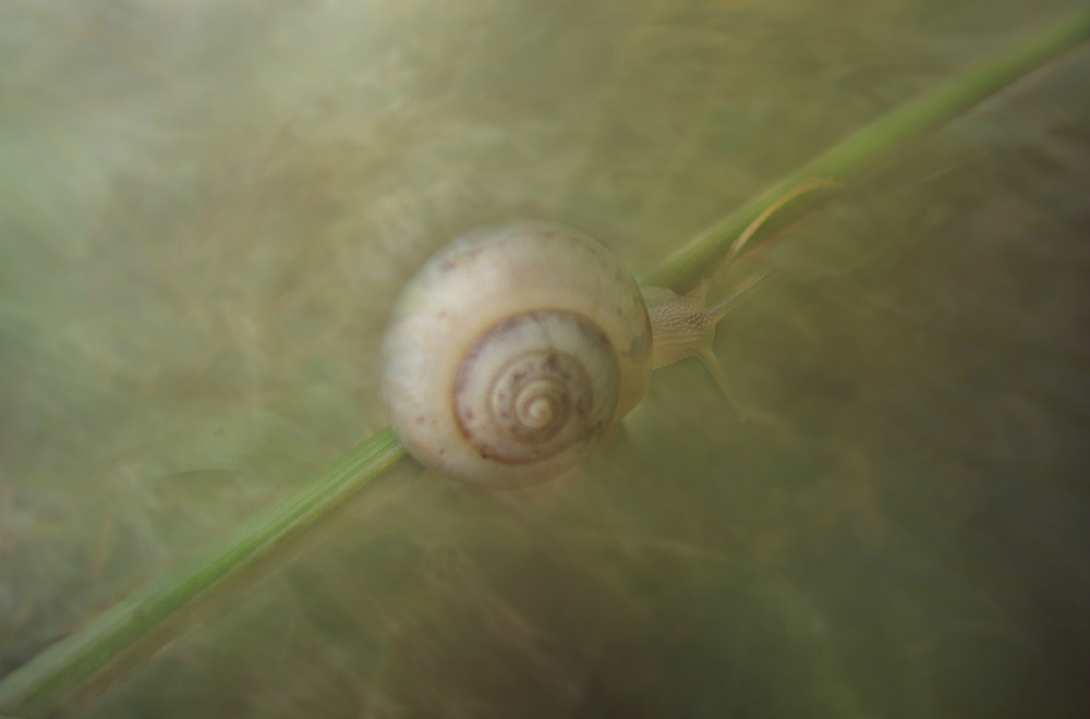 Фотографія Макро / Artku / photographers.ua