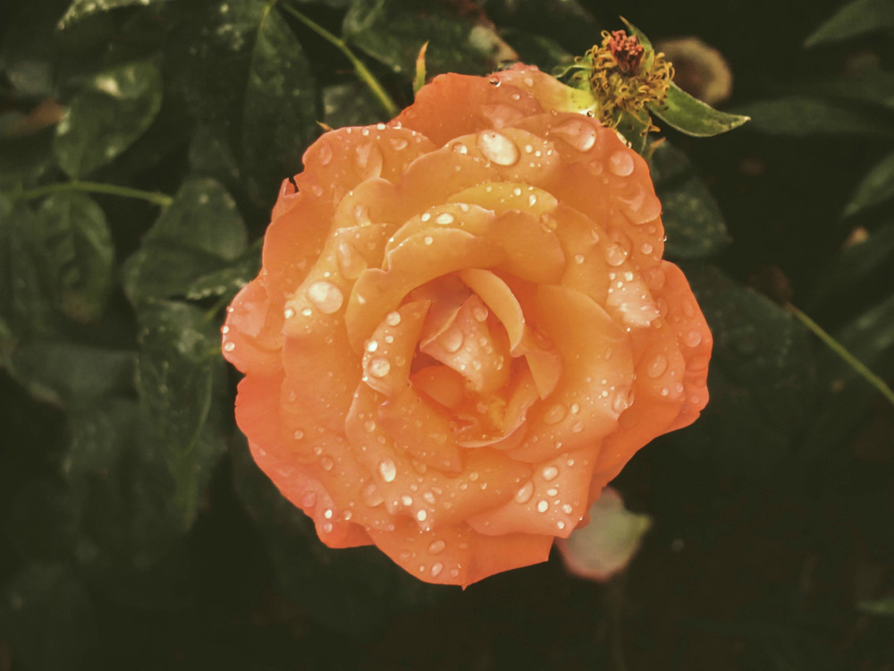 Фотографія Макро / Artku / photographers.ua