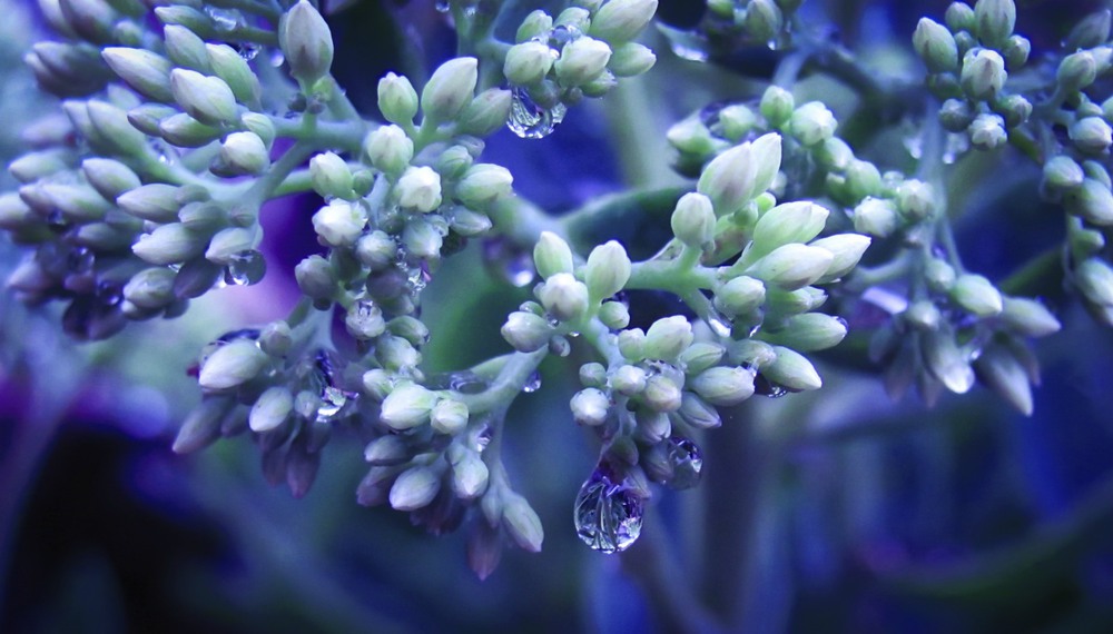 Фотографія Макро / Artku / photographers.ua