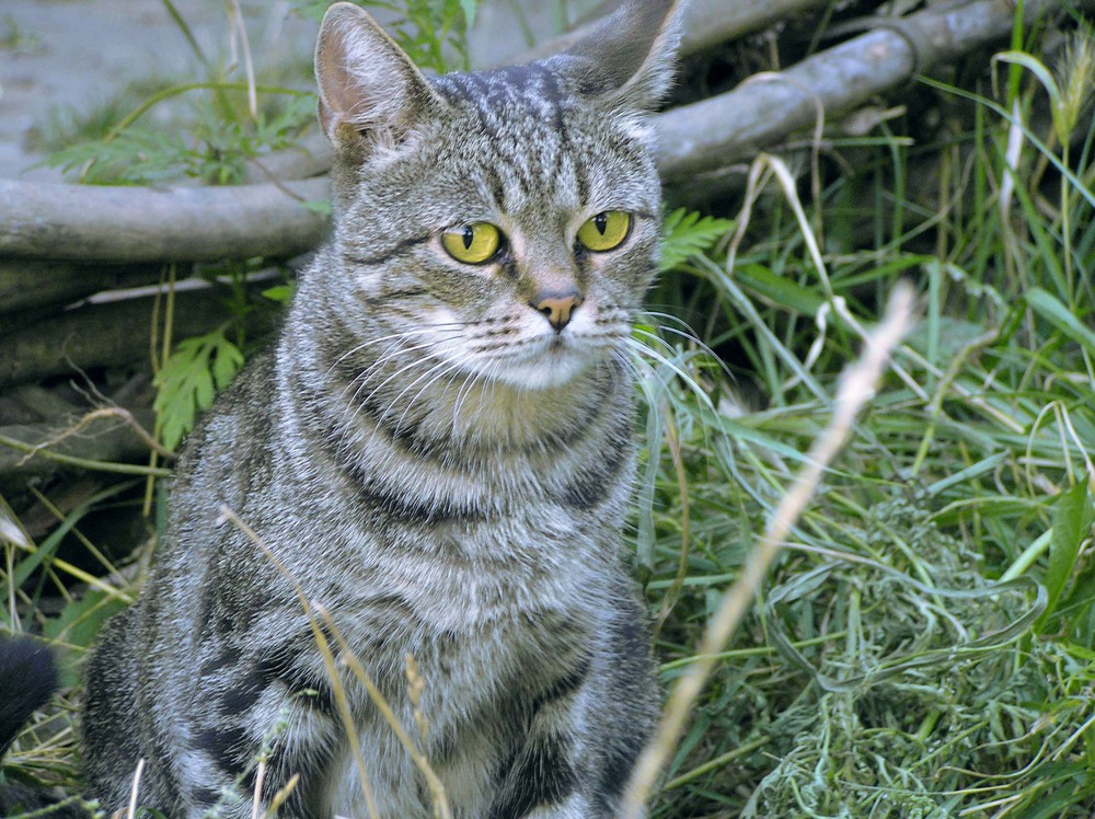 Фотографія Животные / Artku / photographers.ua