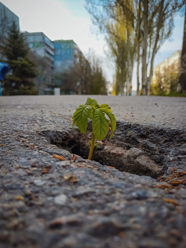 Фотографія Весна везде пробьёт себе дорогу! / Рыжков Сергей / photographers.ua