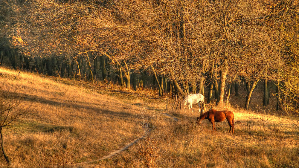 Фотографія Horses in the Forest / Kenny Rafalsky / photographers.ua