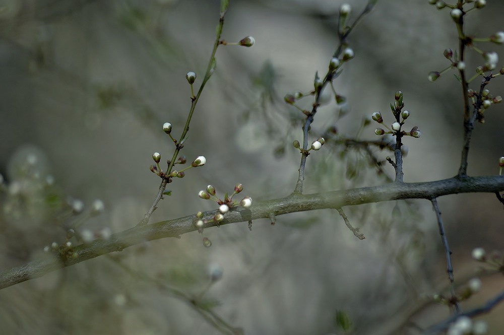 Фотографія весна-натурщица. осень-художник(ца) / Консевич Олег / photographers.ua