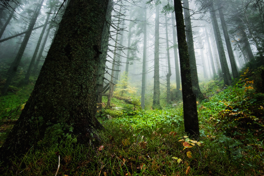Фотографія лес в тиши / Piligrim / photographers.ua