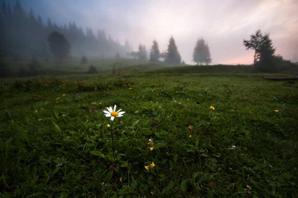 Фотографія утренний цветок / Piligrim / photographers.ua