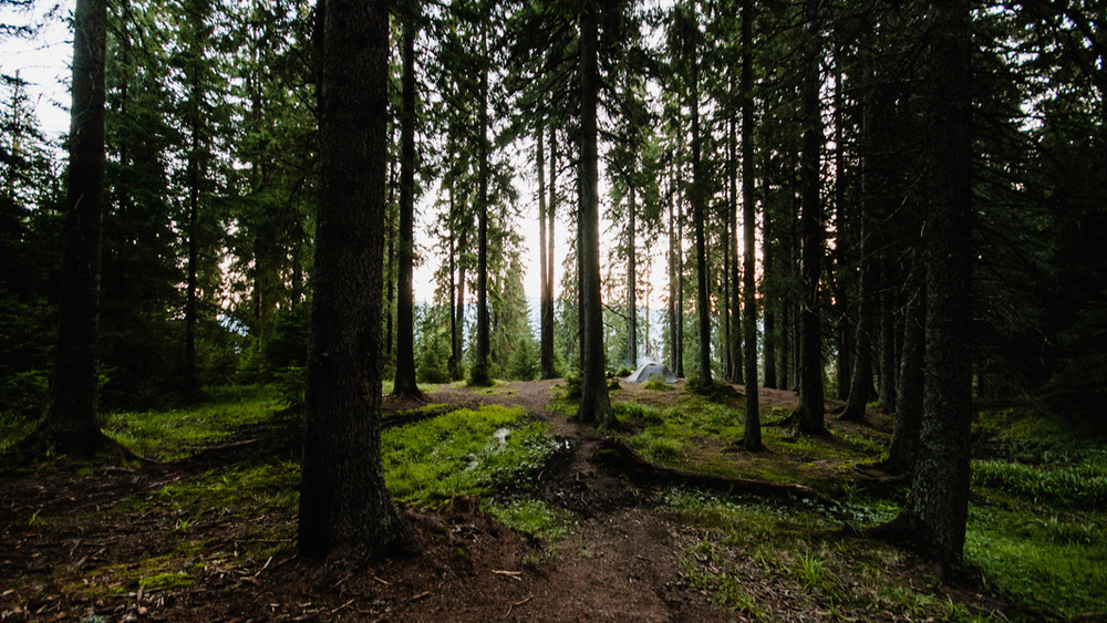 Фотографія утро в лесу / Piligrim / photographers.ua