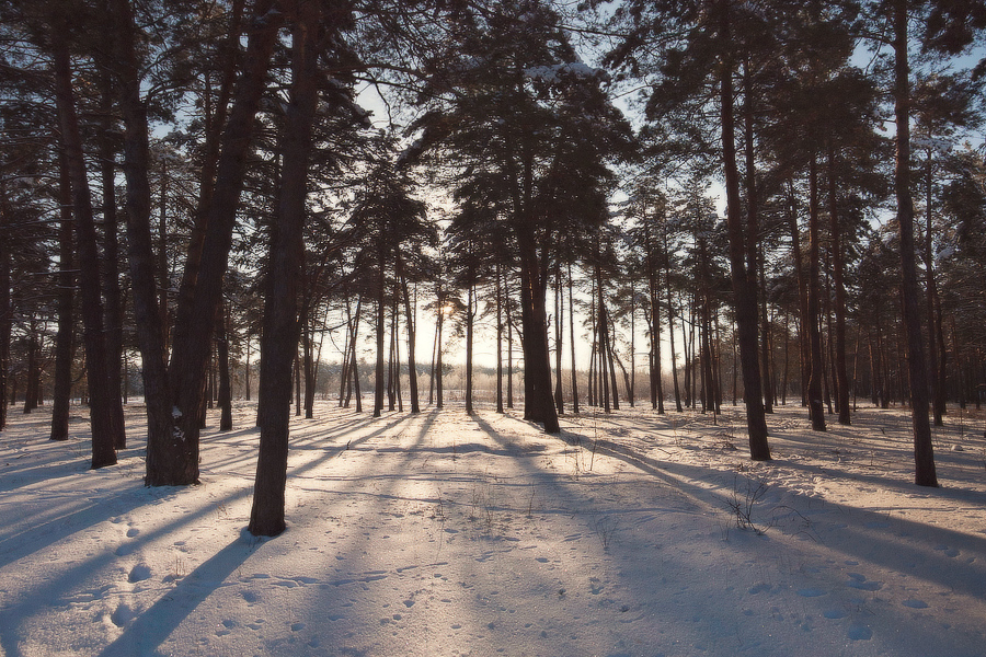 Фотографія зимний лес / Piligrim / photographers.ua